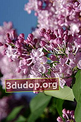 Lilac biasa (Syringa vulgaris)