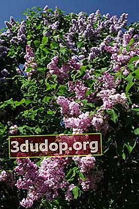Lilac biasa (Syringa vulgaris)