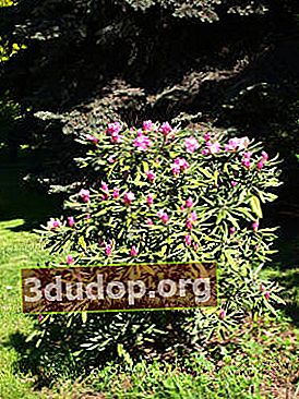 Rhododendron malar hijau