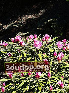 Rhododendron hijau sepanjang tahun