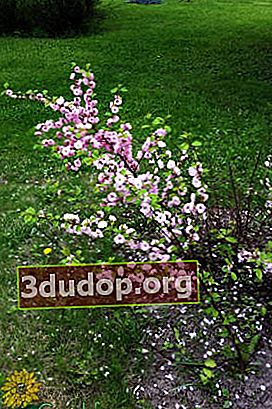 Kacang almond tiga lobus (Prunus triloba)