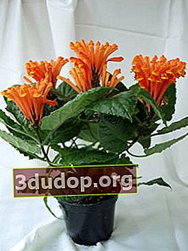 コスタリカのタツナミソウ（Scutellaria costaricana）