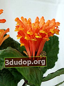 コスタリカのタツナミソウ（Scutellaria costaricana）