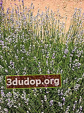Smalbladig lavendel (Lavandula angustifolia)