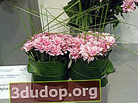 Chrysanthemum Stylist Pink