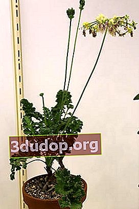 Pelargonium woodii