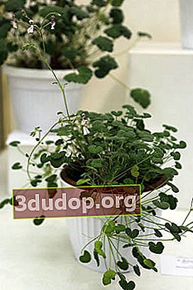 Pelargonium dichondraefolium