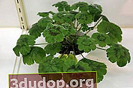 Pelargonium lamelar (Pelargonium tabulare)