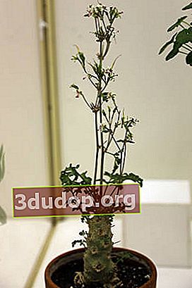 Pelargonium ดอกไม้ขนาดเล็ก (Pelargonium parviflorum)
