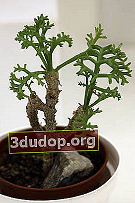 Pelargonium ceratophyllum（Pelargonium ceratophyllum）