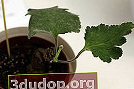 Pelargonium lobulaire (Pelargonium lobatum)