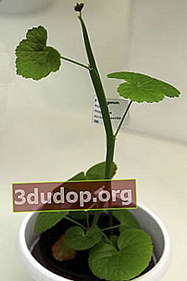 Pelargonium tetragonum (Рelargonium tetragonum)