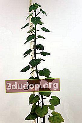 Pelargonium caylae