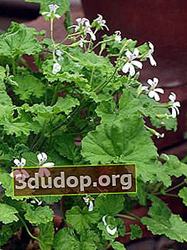 향기로운 Pelargonium (Pelargonium odoratissimum)