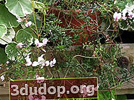 Pelargonium cu tijă lungă (Pelargonium longicaule var. Longicaule)