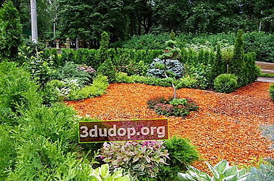 Plantering av barrträd under färgad flis-mulch
