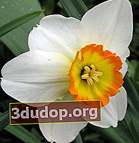 Narcissus Barrett Browning pada puncak berbunga