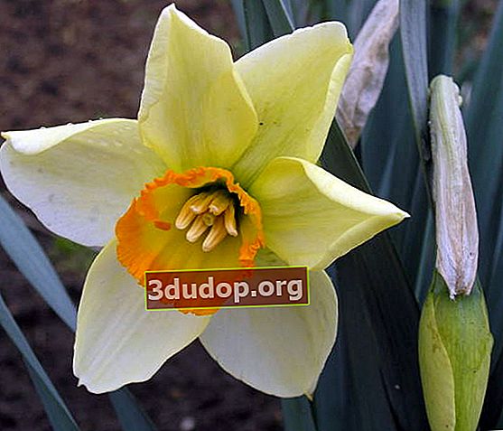 Narcissus Barrett Browning floraison précoce