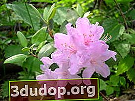 작은 진달래 (Rhododendron minus)