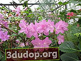 Rhododendron poukhanense