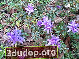 동등한 진달래 (Rhododendron fastigiatum)