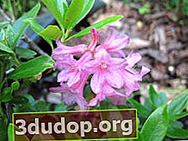 녹슨 진달래 (Rhododendron ferrugineum)