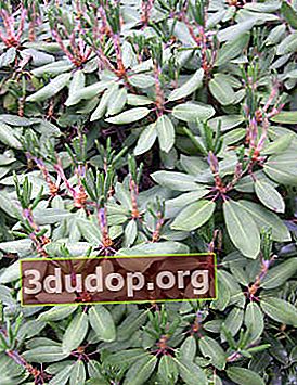 Tjockhårig rododendron (Rhododendron pachytrichum)