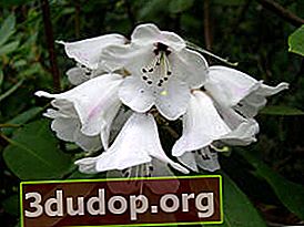 Tjockhårig rododendron (Rhododendron pachytrichum)