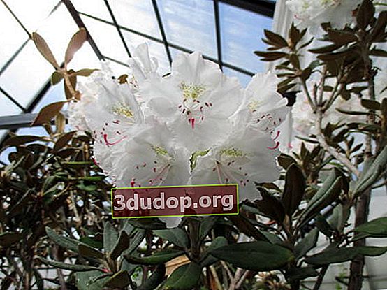 Rhododendron degronianum ssp. Yakushimanum