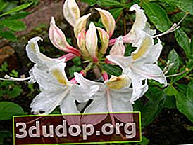Västra rododendron (Rhododendron occidentale)