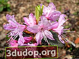 Rhododendron racemosum (진달래 racemosum)