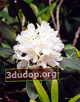 Rhododendron maximala album