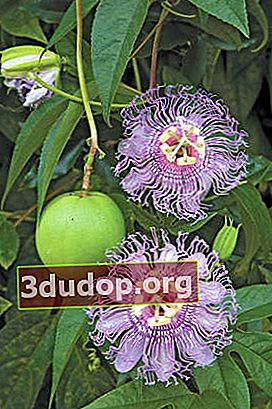 パッシフローラミートレッド（Passiflora incarnata）