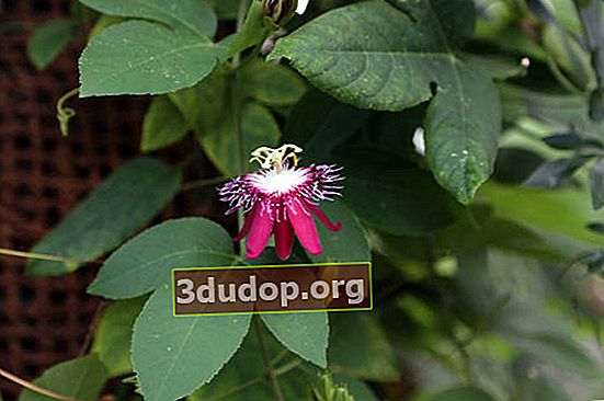 Passionflower (Passiflora coccinea x incarnata)