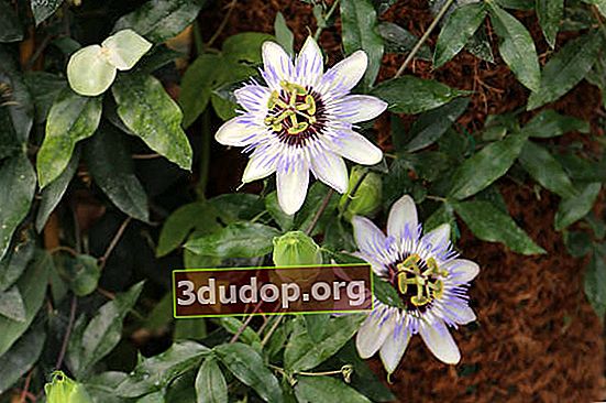 Albastru de flori de pasiune (Passiflora caerulea)