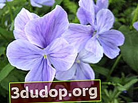 Horned violet Bud Blue
