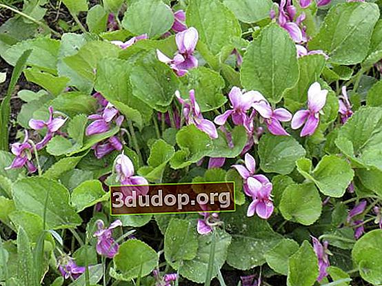 Violete de grădină - suflare de primăvară