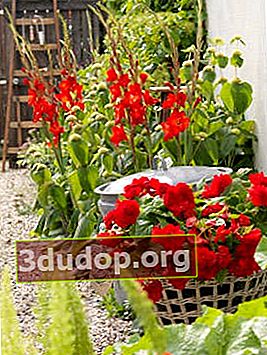 Begonia tuberous, gladioli
