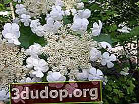 Floraison viburnum Toropyzhka