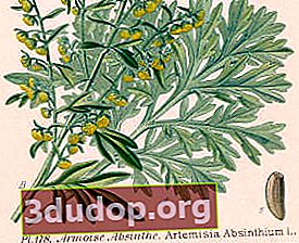 よもぎ（Artemisia absentium）