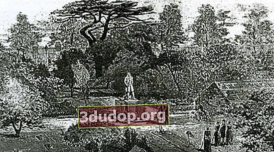 Chelsea Physic Garden. 월터 버지스 (1846-1908)