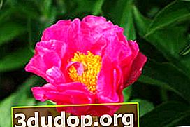 Pivoine hybride Royal Rose