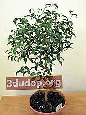 Ficus Benjamin Wiandi