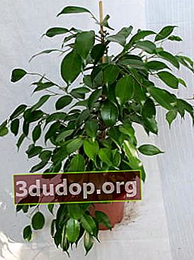 Ficus Benjamin - o varietate de soiuri și subtilități de îngrijire