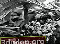 Blueberry kebun di wilayah Moscow