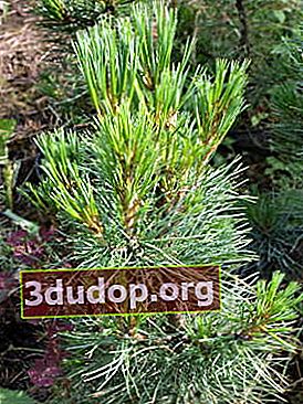 Pinus cedar Eropa