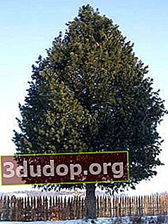 Pinus cedar Siberia (Pinus sibirica)