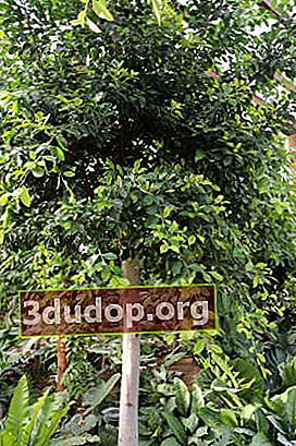 Ficus cemerlang