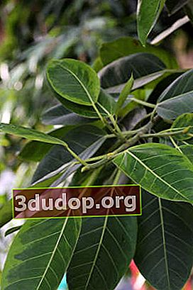 Ficus bengal