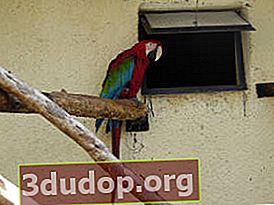 Macaw cu aripi verzi